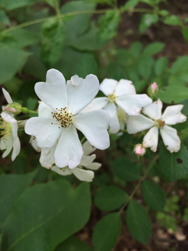 Rubus ostryifolius image