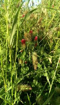 Trifolium incarnatum image