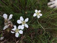 Rubus trivialis image