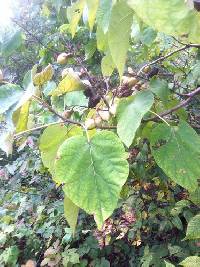 Paulownia tomentosa image