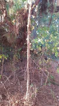 Aralia spinosa image