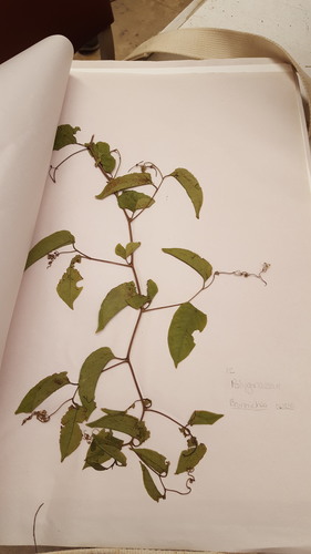 Brunnichia ovata image