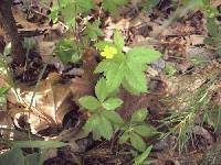 Potentilla canadensis image