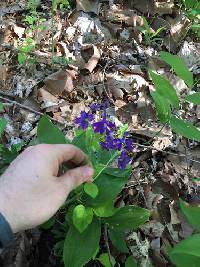 Delphinium tricorne image