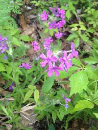 Phlox amoena image