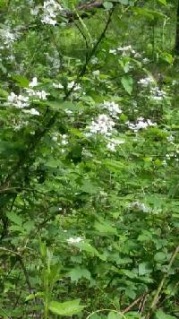 Rubus argutus image
