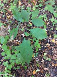 Styrax americanus image