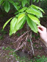 Oxydendrum arboreum image