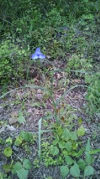 Tradescantia ohiensis image