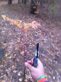 Aralia spinosa image