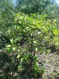 Catalpa speciosa image