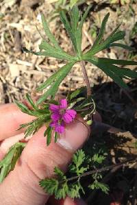 Geranium dissectum image