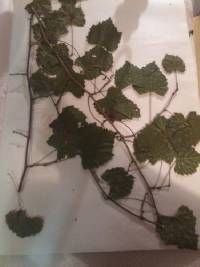 Vitis rotundifolia image