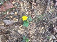 Potentilla canadensis image