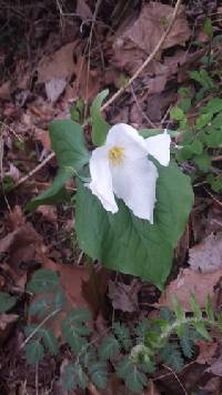 Trillium grandiflorum image