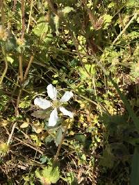 Rubus flagellaris image