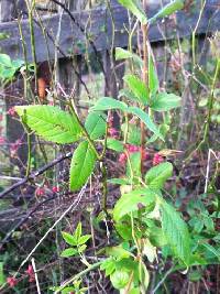 Rosa virginiana image