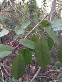 Bignonia capreolata image