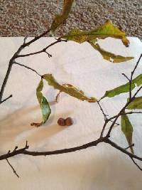 Quercus phellos image