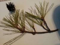 Pinus echinata image