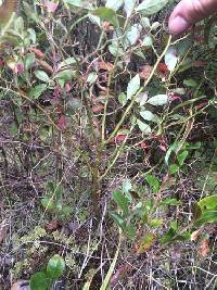 Vaccinium angustifolium image