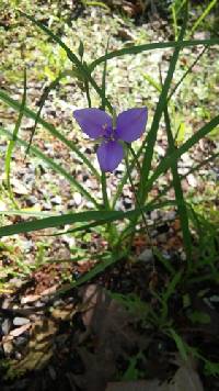 Tradescantia ohiensis image