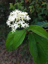 Cornus drummondii image