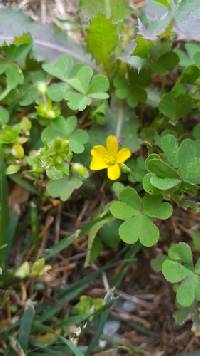 Oxalis priceae image