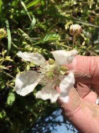 Rubus trivialis image