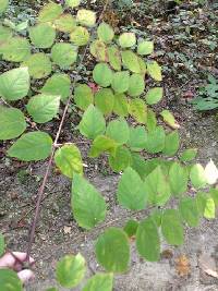 Aralia spinosa image