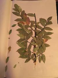 Ulmus alata image