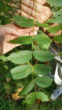 Carya illinoinensis image