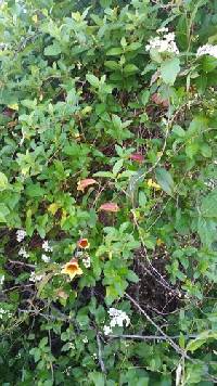 Bignonia capreolata image