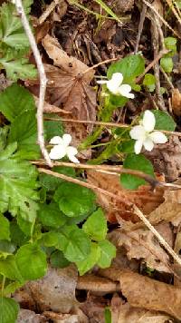 Viola striata image