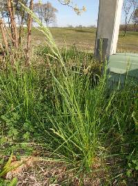 Poa arachnifera image