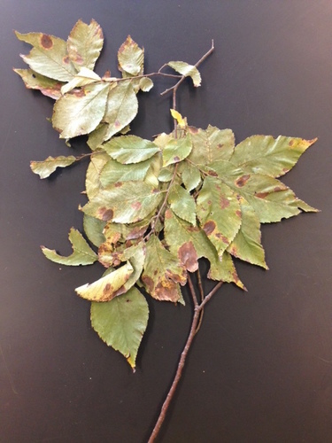 Ulmus serotina image