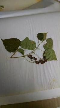 Ampelopsis cordata image