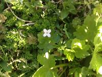 Houstonia micrantha image