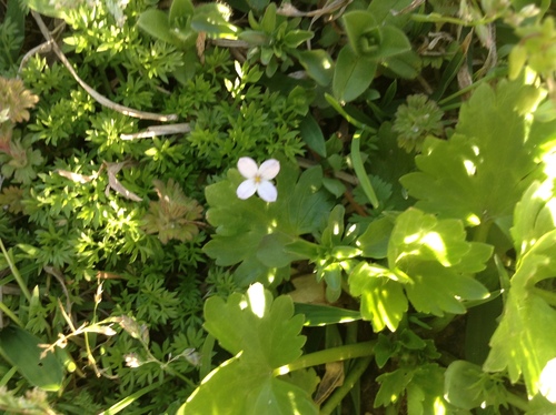 Houstonia micrantha image