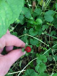 Potentilla indica image