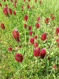 Trifolium incarnatum image