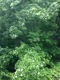 Cornus drummondii image