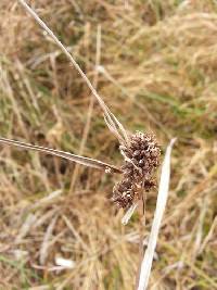 Schoenoplectiella purshiana image