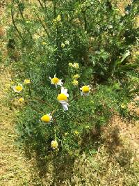 Anthemis cotula image