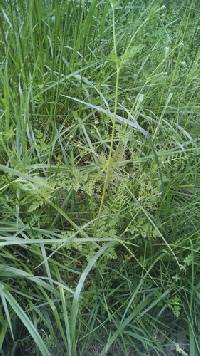 Chaerophyllum procumbens image