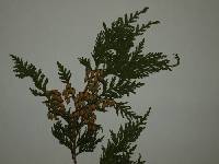 Thuja occidentalis image