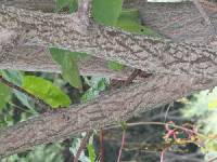 Paulownia tomentosa image