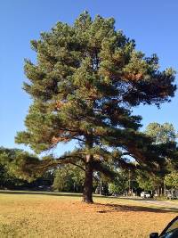 Pinus echinata image