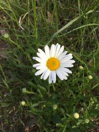 Boltonia asteroides image