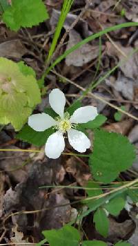 Rubus flagellaris image